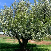 فروش باغ قلعه۳۵هکتاری قدیمی دماوند