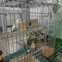 عروسهلندیسخنگو