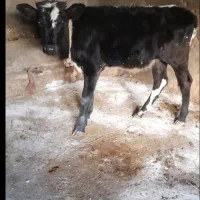 گوساله