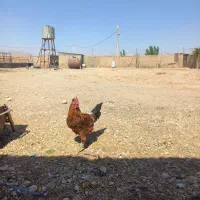 فروش خروس گلین جوجه ویاندوت و  برهما|حیوانات مزرعه|شیراز, زرهی|دیوار