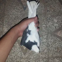 کفتر چپ راست نر