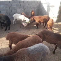 همو و هترو|حیوانات مزرعه|شیروان (خراسان), |دیوار