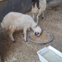 دو عدد بره شیر مست اماده پروار