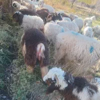 بره نیم گوشت|حیوانات مزرعه|راین, |دیوار