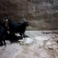 بیگ|حیوانات مزرعه|شوشتر, |دیوار