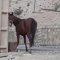 فروش اسب کورد