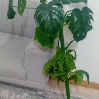 گل مصنوعی برگ انجیری