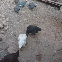 مرغ خروس|حیوانات مزرعه|تربت جام, حافظ|دیوار