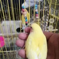 جوجه کوتوله|پرنده|فسا, |دیوار