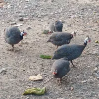 فروش مرغ شاخدار(روسی)