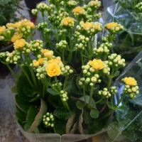 کالانکوا زیبا،خاص،مقوام فقط ۱۵۰ تومن در گلوریا|گل و گیاه طبیعی|قم, پردیسان|دیوار