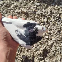 کبوتر طوقی|پرنده|کازرون, |دیوار