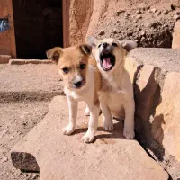 توله سگ پا کوتاه خشگل