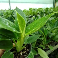 گل طبیعی برکین گلدون ۸ ریشه پر، اکثرا چند بوته|گل و گیاه طبیعی|زرگرشهر, |دیوار