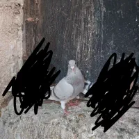 کبوتر|پرنده|برازجان, |دیوار