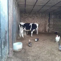 دوراس تلیسه ابستن|حیوانات مزرعه|دشتابی, |دیوار