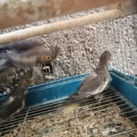 جوجه عروس هلندی|پرنده|داراب, |دیوار