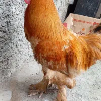 برهما گلد