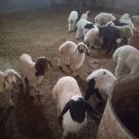 گوسفند وبره|حیوانات مزرعه|ایوان, |دیوار