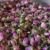 غنچه گل محمدی