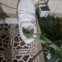 دسشویی فرنگی|لوازم سرویس بهداشتی|چغادک, |دیوار