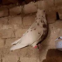 کبوتر یا کفتر|پرنده|تربت‌حیدریه, بالا ولایت|دیوار