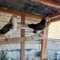 یک جفت جوجه کاکلی و مچ پا کاکلی|پرنده|تهران, آبشار|دیوار