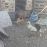 دو عدد خروس سلطان