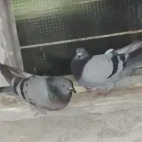 کفتر