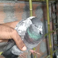 کبوتر تک پر|پرنده|قرق, |دیوار