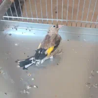 سهره نیم رنگ جوجه خرم آبادی|پرنده|شهرضا, |دیوار