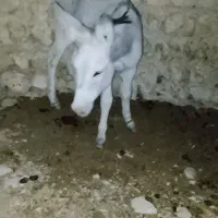 الاغ