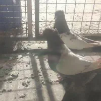 کبوتر سینه ای|پرنده|اصفهان, دانشگاه افسری امیرالمومنین|دیوار