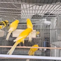 قناری رسمی بلند شاخص