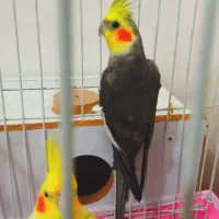 یک جفت عروس هلندی مولد