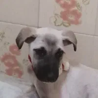 واگذاری سگ بومی