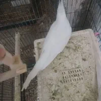 فروش عروس هلندی البینو ماده|پرنده|فامنین, |دیوار