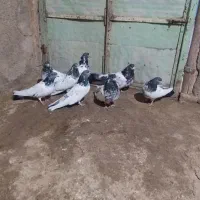 کفتر کله دار