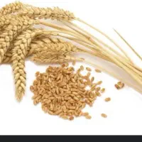 فروش گندم L90یا ترابی