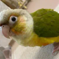 گیرنچیک اهلی|پرنده|تبریز, |دیوار