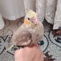 جوجه مرغ عروس