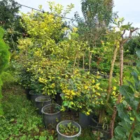 فروش  گلهای بیرونی با تخفیف ویژه|خدمات باغبانی و درختکاری|تنکابن, |دیوار