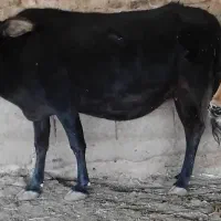 ۴ راس گاو بدون گوساله