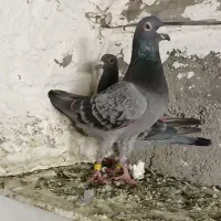 یه جفت جانسون ماشی و یه ماده ونروی خالص