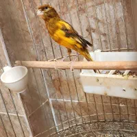 قناری عالی بخون