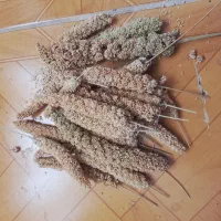 تشویقی پرنده