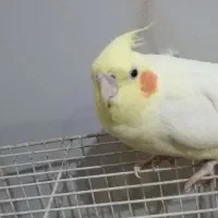 عروس هلندی گمشده