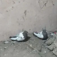 کفتر سینه جفت ب سرت تخم جوجه|پرنده|نوده انقلاب, |دیوار