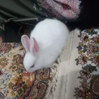 خرگوش|موش و خرگوش|سنگر, |دیوار