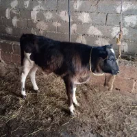 گاو دورگ محلی باگوساله نر|حیوانات مزرعه|لیسار, |دیوار